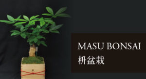MASU BONSAI 枡盆栽