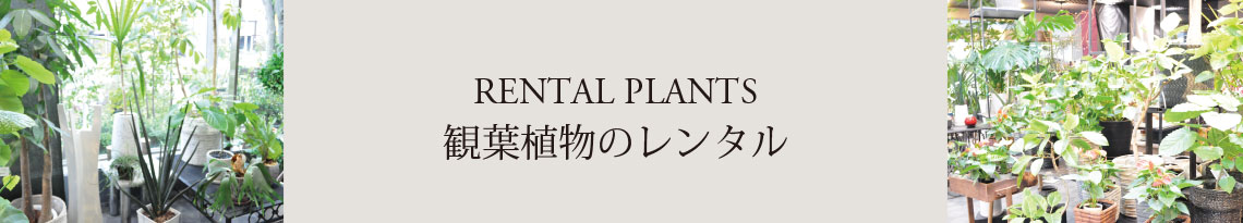 RENTAL PLANTS OUR SERVICES 観葉植物のレンタル