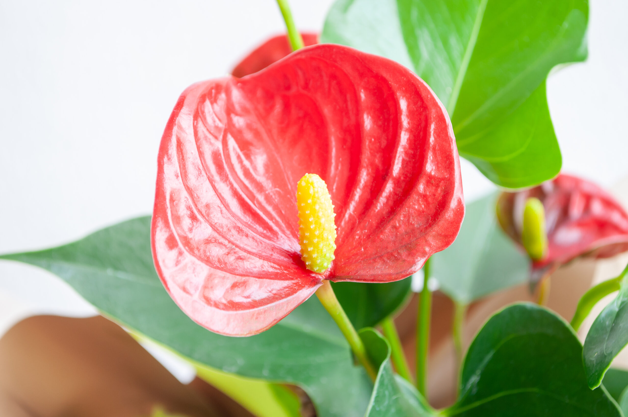 管理方法 あ行 ちきりやガーデン