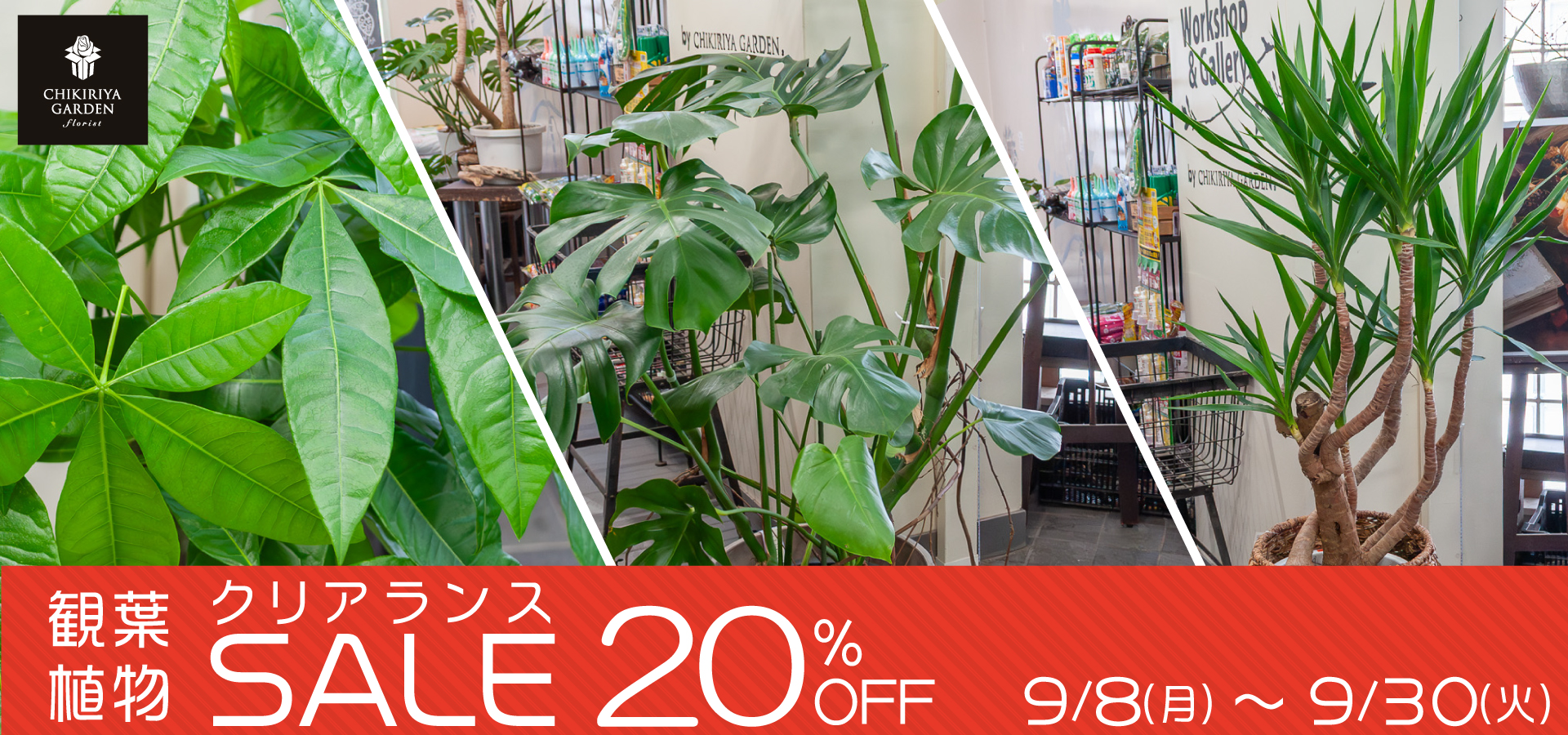 観葉植物クリアランスセール開催！ | ちきりやガーデン