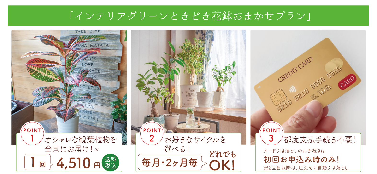生花・園芸 – 観葉植物の定期便「Love Plants」 | ちきりやガーデン